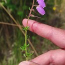 Daboecia cantabrica (Huds.) C. KochDaboecia cantabrica (Huds.) C. Koch