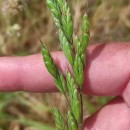 Bromus hordeaceus  L.Bromus hordeaceus  L.