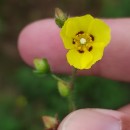 Tuberaria guttata (L.) Fourr.Tuberaria guttata (L.) Fourr.