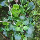 Saxifraga spathularis Brot.Saxifraga spathularis Brot.