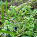 Selaginella kraussiana (Kunze) A. Br.Selaginella kraussiana (Kunze) A. Br.