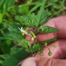 Solanum nigrum L.Solanum nigrum L.