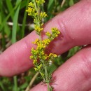 Galium verum L.Galium verum L.