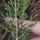Erica arborea L.Erica arborea L.