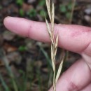 Brachypodium pinnatum (L.) Beauv.Brachypodium pinnatum (L.) Beauv.