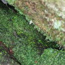 Schistostega pennata (Hedw.) F. Weber & D. MohrSchistostega pennata (Hedw.) F. Weber & D. Mohr