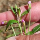Epilobium obscurum Schreb.Epilobium obscurum Schreb.