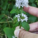 Mentha aquatica L.Mentha aquatica L.