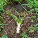 Isoetes durieui BoryIsoetes durieui Bory