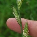 Lolium x boucheanum KunthLolium x boucheanum Kunth