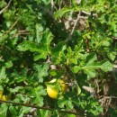 Solanum linnaeanum Hepper & P.-M.L. JaegerSolanum linnaeanum Hepper & P.-M.L. Jaeger