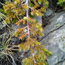 Juniperus communis L.Juniperus communis L.