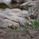 Centaurea gallaecica (M. Laínz) Arnelas & DevesaCentaurea gallaecica (M. Laínz) Arnelas & Devesa