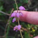 Erica ciliaris L.Erica ciliaris L.