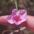 Prunus persica (L.) BatschPrunus persica (L.) Batsch