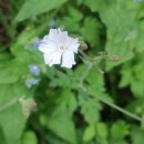 Silene latifolia Poir.Silene latifolia Poir.