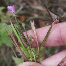 Epilobium parviflorum Schreb.Epilobium parviflorum Schreb.