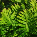 Polypodium cambricum L.Polypodium cambricum L.