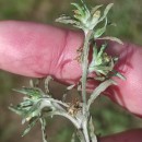 Gnaphalium uliginosum L.Gnaphalium uliginosum L.