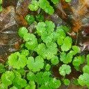 Sibthorpia europaea L.Sibthorpia europaea L.