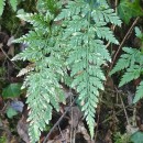 Asplenium adiantum-nigrum  L.Asplenium adiantum-nigrum  L.