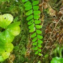 Asplenium trichomanes L. subsp. quadrivalens D.E. Mey.Asplenium trichomanes L. subsp. quadrivalens D.E. Mey.