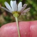 Anthemis arvensis L. subsp. arvensisAnthemis arvensis L. subsp. arvensis