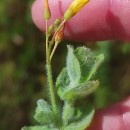 Hypericum elodes L.Hypericum elodes L.