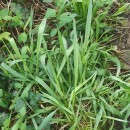 Anthoxanthum amarum Brot.Anthoxanthum amarum Brot.