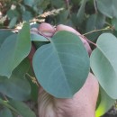 Eucalyptus polyanthemos SchauerEucalyptus polyanthemos Schauer