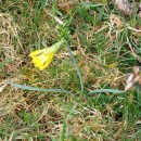 Narcissus minor L. subsp. asturiensis (Jord.) Barra & G. LópezNarcissus minor L. subsp. asturiensis (Jord.) Barra & G. López