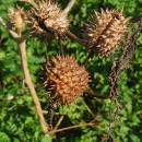 Datura stramonium L.Datura stramonium L.