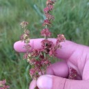 Rumex obtusifolius L.Rumex obtusifolius L.