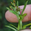 Gamochaeta antillana (Urb.) Anderb.Gamochaeta antillana (Urb.) Anderb.