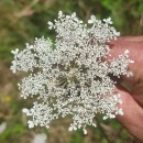 Daucus carota  L.Daucus carota  L.