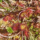 Drosera rotundifolia L.Drosera rotundifolia L.