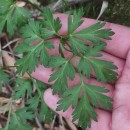 Physospermum cornubiense (L.) DC.Physospermum cornubiense (L.) DC.