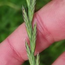 Lolium x boucheanum KunthLolium x boucheanum Kunth