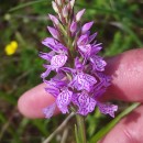 Dactylorhiza maculata (L.) SóoDactylorhiza maculata (L.) Sóo