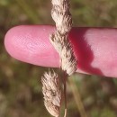 Dactylis glomerata LDactylis glomerata L