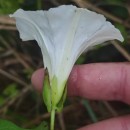 Calystegia sepium (L.) R. Br.Calystegia sepium (L.) R. Br.