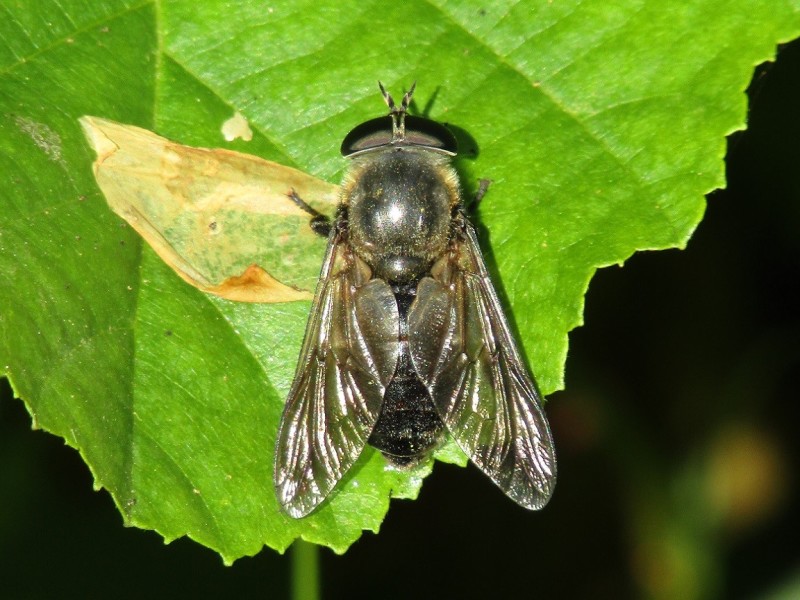 PHALANGIIDAE sp. Latreille, 1802 - Biodiversidade