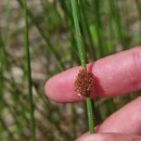 Juncus conglomeratus L.Juncus conglomeratus L.