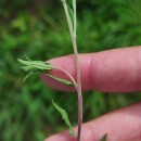 Epilobium obscurum Schreb.Epilobium obscurum Schreb.