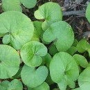 Petasites pyrenaicus (L.) G. LópezPetasites pyrenaicus (L.) G. López