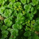 Chrysosplenium oppositifolium L.Chrysosplenium oppositifolium L.