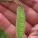 Cytisus scoparius (L.) LinkCytisus scoparius (L.) Link