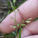 Poa annua L.Poa annua L.