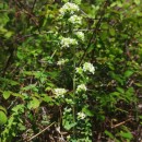 Origanum vulgare L. subsp. virens (Hoffmanns. & Link) Ietsw.Origanum vulgare L. subsp. virens (Hoffmanns. & Link) Ietsw.