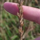 Dactylis glomerata LDactylis glomerata L